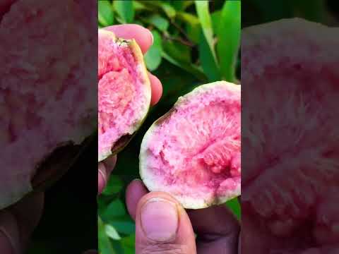 Yummy fresh organic guava from rooftop garden. #organic #rooftopgarden #homegarden #organicfruits