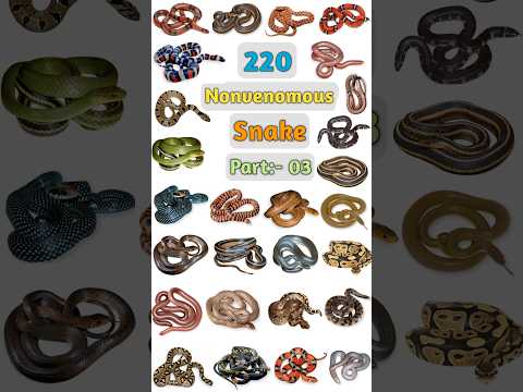 220 Nonvenomous Snake Name :- 03 #snakename #snake #snakevideo  #nonvenomoussnake #nonvenomous_snake