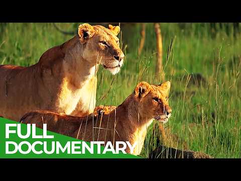 Heroines of the Savannah - Female Leadership in the Wild | Free Documentary Nature