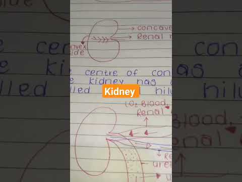 structure of kidney #mbbsstudy #neet#pw#shortsfeed