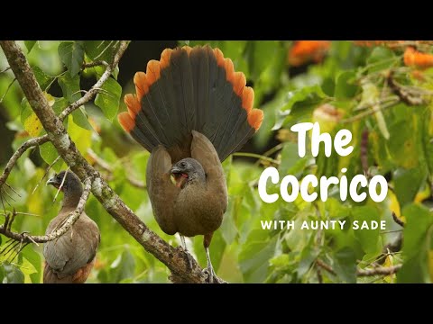 National Bird of Tobago: The Cocrico #shorts