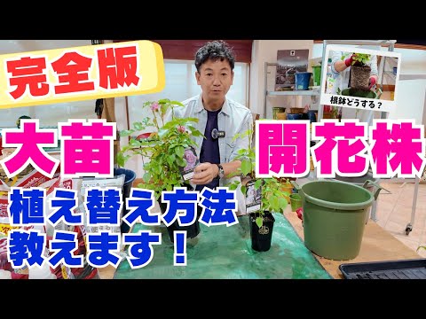 （大苗・開花株編）根鉢を崩さないで!　開花後の植え替え