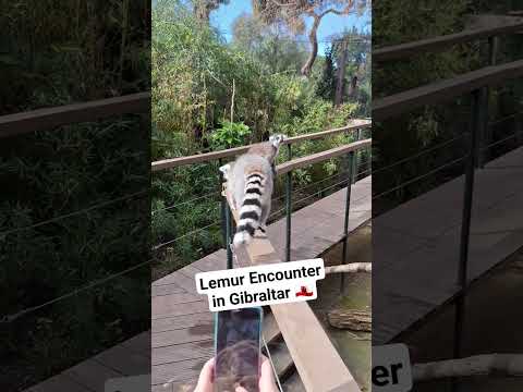 Up close and Personal with some LEMURS #shorts #gibraltar #funny #animals