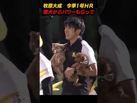 牧原大成　今季1号ＨＲ　愛犬からパワーもらって【スポーツキラリ★】　#shorts