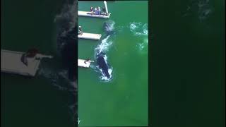 Incredible Footage of a Baby Humpback Whale Swimming in Marina!!! #shorts #marinelife #viral #whale