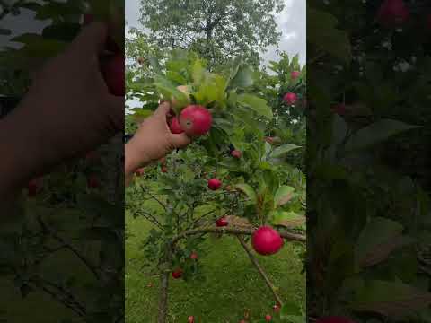 Apple tree located on Denmark ￼