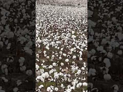 Lest we forget the #cottonfields #shorts #shortsvideo