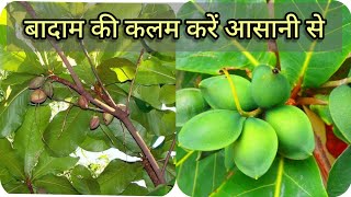 V shape grafting of Almond plant, How to graft an Almond tree, Successful method of grafting