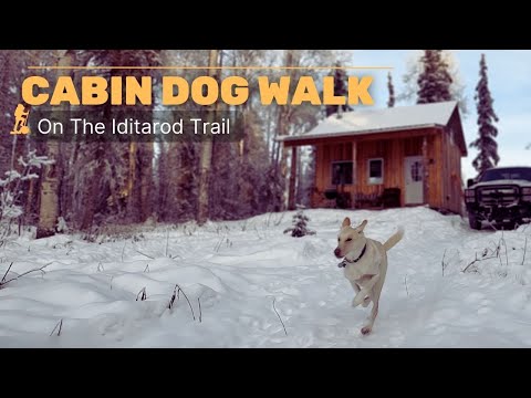 Walking The Dog on the Iditarod Trail | Alaska Cabin Life