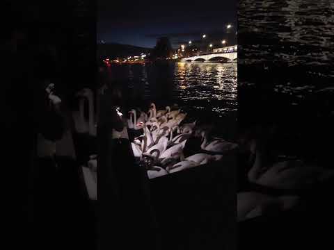 Charming swans & ducks on Zurich's Riverfront".Swiss wonders. #zurich