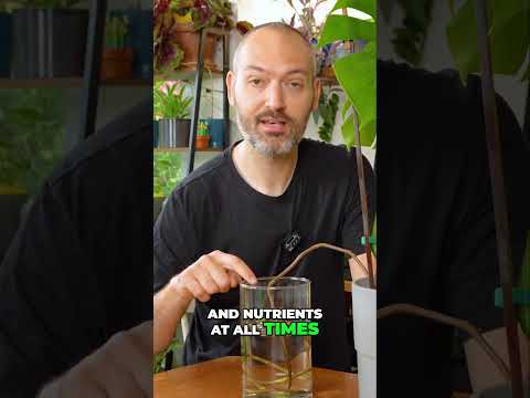 Does this Monstera root hack work?