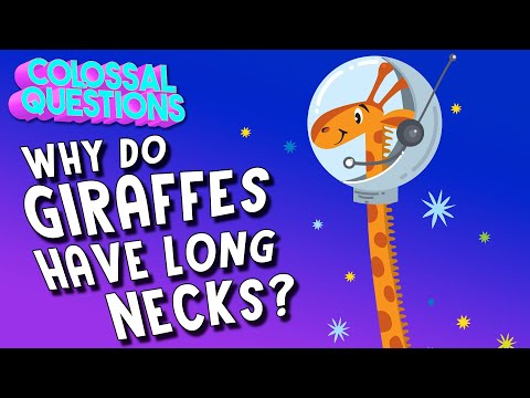 Why Do Giraffes Have Such Long Necks? | COLOSSAL QUESTIONS