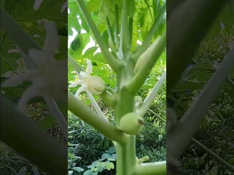 1230 papaya flowers leaves