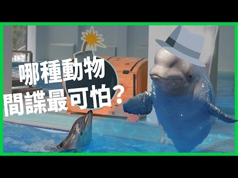 利用動物當間諜？ 鴿子腳上有編號就被關八個月？ 間諜榜上有名的動物有哪些？ 【TODAY 看世界｜小發明大革命】