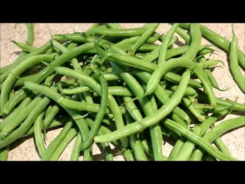 How to Grow Dwarf French Beans