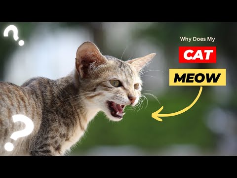 Why Does My Cat Meow? Exploring the Language of Cats