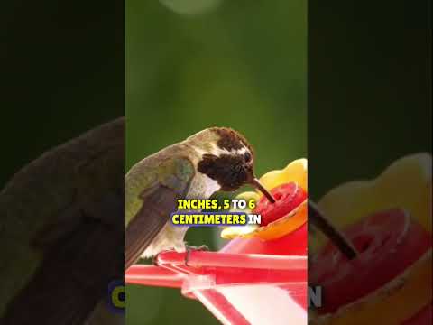 fact about humming bird 💯💯#facts#amazingshorts #amazingfact #birds #wildlife #hummingbird #shorts