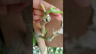 Grafting  Mango Tree 100% grow #garden