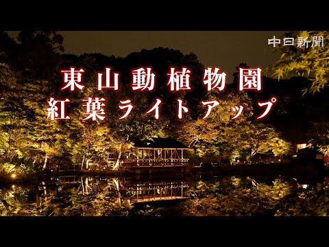 【4K】東山動植物園紅葉ライトアップ2024　11月16日スタート　見ごろは11月下旬？