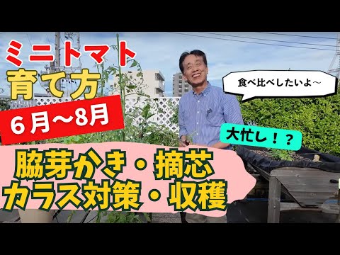 プランター夏野菜シリーズ】ミニトマトの収穫まで