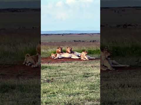 Lions just hanging out! #safari