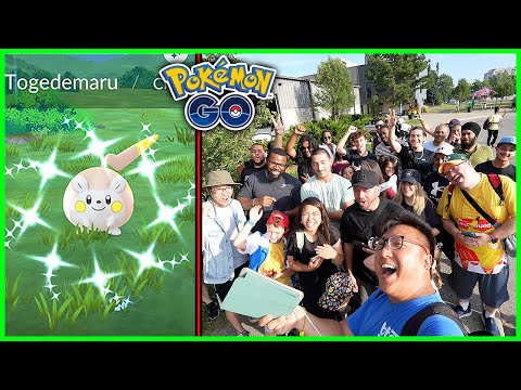 Shiny Togedemaru Spotlight Hour in Brampton, Canada - Pokemon GO