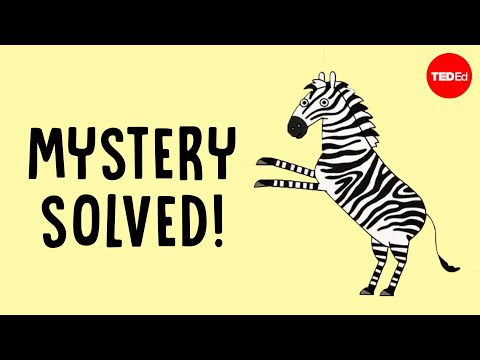 The surprising reason zebras have stripes - Cella Wright