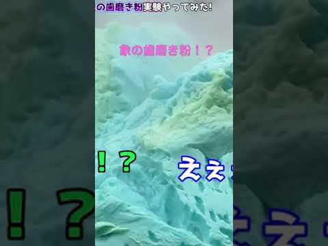 ヒカル象の歯磨き粉実験！？世界的な映像が撮れた瞬間？　#shorts