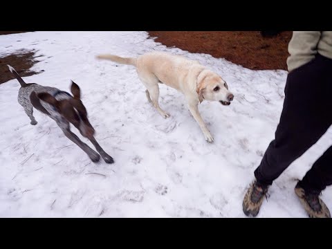 Snowy Adventures: A Family Hike with the Snow-Loving Labrador and the Lightning-Speed Pointer