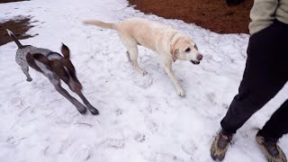 Snowy Adventures: A Family Hike with the Snow-Loving Labrador and the Lightning-Speed Pointer