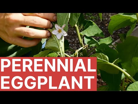 Eggplant Can Live for Years in Florida