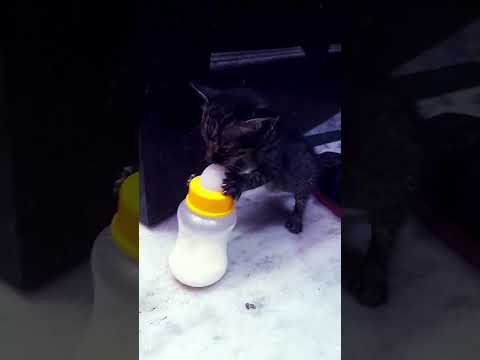 kitten playing with milk bottle