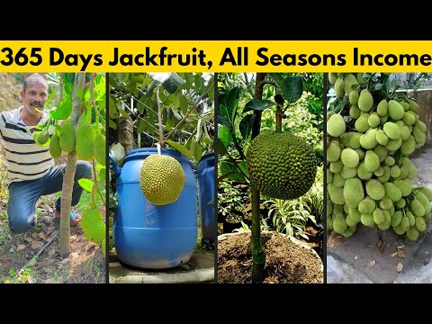 Profitable Jackfruit Farming Business idea with Jack Anil's Nursery - Incredible Jackfruit Plants