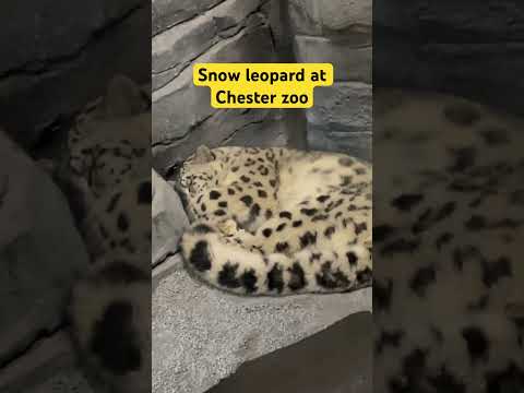 Cute Snow leopard #shorts #zoo #short #chesterzoo #snowleopards #viral #video #trending #shortvideo