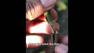 Step by step how to grafting mango tree