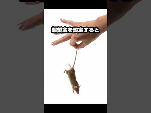 失敗したベトナムのネズミ駆除