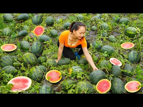 Harvest WATERMELON, go to Market to sell - Make Watermelon juice | Hoang Huong