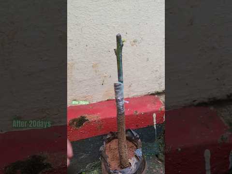 Mango plant grafting success #music #garden #mangoplant #mangotree #fruitgrafting #mangografting #uk