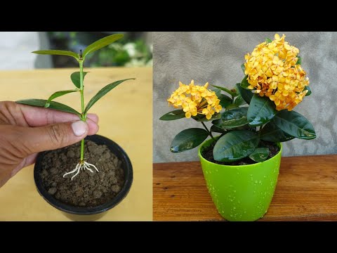 How to grow Ixora plant from cuttings very easy method