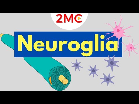 Neuroglia Structure and Function | Glial Cells of the CNS & PNS