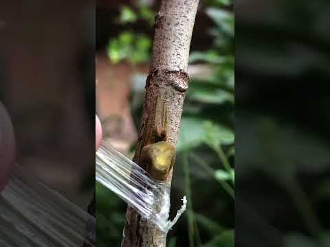 Rambutan Tree Grafting EP104 #fruitgrafting #grafting