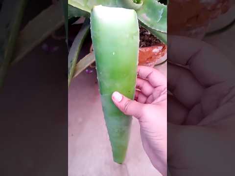 harvesting alovera big leave #plantscorner #aloevera