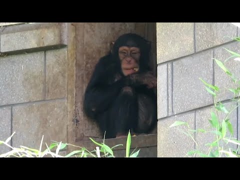 Young Chimp at Edinburgh Zoo - 08/09/23