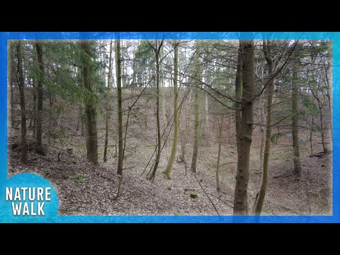 Spooky morning walk to start Halloween off right (Nature Visualizer)