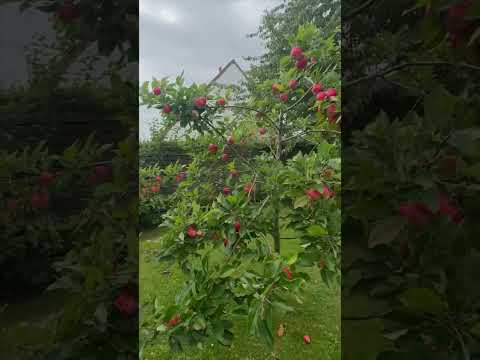 Villa Backyard Apple Tree | Apple Tree in Villa