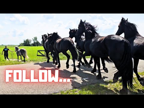 Colts and fillies at Stal G and Stal H | Together in the arena for the first time | Friesian Horses