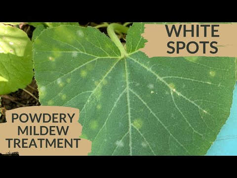 White on Plant Leaves - What it is & how to get rid of it!