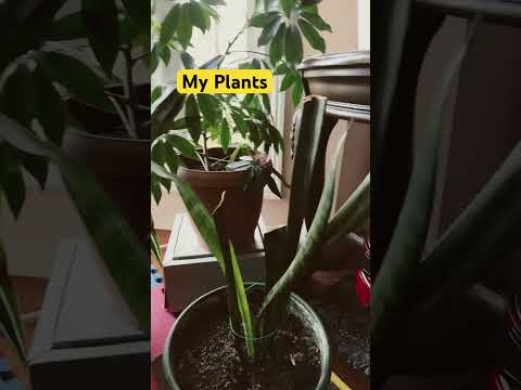 #plants #shortvideo #highlights #everyone #view #friends