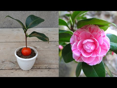 How to grow camellia plant from cuttings at home | Camellia plant care