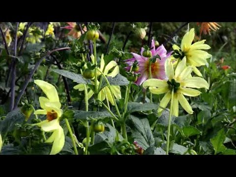 How to Grow Dahlias from Seed